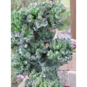 春峰 帝錦綴化 多肉植物 側芽 買十送一