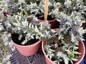  園藝景觀植栽**白鵬杜松(八房杜松) **開花專用~花色眾多且艷麗/6吋高約20-40cm【花田厝】