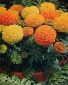 (尋花趣）－田間撒播萬壽菊混合色 草花 種子花海 每包約2600粒 可降低線蟲