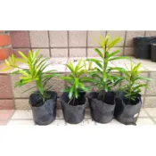 羅漢松、3.5吋盆、可地植也可當小品