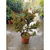 方方園藝  八房杉，5吋盆特價一棵600元