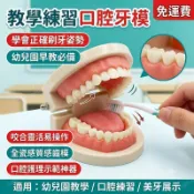 牙齒模型 口腔模型 牙模 全瓷樹脂美牙教學模具 幼兒園刷牙教具 口腔練習模型