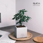 (店+)原植｜植物｜小葉鴨腳木·鵝掌藤·七葉藤·七葉蓮·手樹·耐陰植物·室內植物·盆栽·辦公室植物·水泥盆栽·3吋