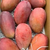 8月【愛文 慢文 西施 玉文 夏雪芒果被譽為「芒果界的LV」】耗時十多年培育出來台灣獨有的芒果品種 唯一有品種認證的芒果