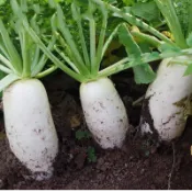 🌱 蘿蔔種子大全 迷你蘿蔔 黃衚蘿蔔小蜜丸白蘿蔔七彩蘿蔔紫鴛鴦蘿蔔 手指衚蘿蔔種子有機迷你衚蘿蔔種籽嫩脆