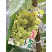 卉迎園藝 金香葡萄 扦插苗 黑貓宅配一箱可放10棵 超商一箱可放6棵