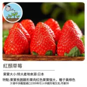 🍓【四季可種】台灣現貨 紅色戀人草莓種子 家庭盆栽 陽台種植 水果自己種 療癒盆栽  可食用 觀賞植物 室內外皆宜