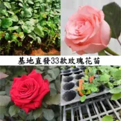 現貨  🌹【33款玫瑰花苗】🌹 經典款 玫瑰花苗 玫瑰花種苗 濃香型花卉 室內外陽台庭院四季種植開花 觀賞花卉 基地直發