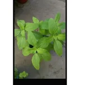 茂豐~日本薄荷 Japanese Mint  三吋盆栽 $40    五吋盆栽$120