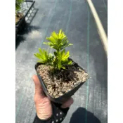 【安舶園藝】晶鑽羅漢松，3.5吋盆