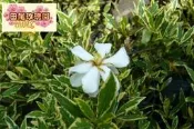 ╭ ＊田尾玫瑰園＊╯香花植物---(鑲邊水梔)(斑葉黃梔花)---