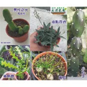 食用蘆薈 雪花蘆薈 墨蘆薈 棒葉不死鳥 蕾絲姑娘 四稜粉藤黑龍 果墨烏帽子 龍鱗 油點百合 子寶多肉植物 仙人掌科裸根苗