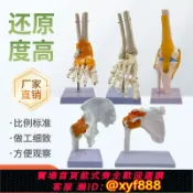 幸福時光館 {可打統編 保固一年}人體膝關節模型肩關節肘關節手關節腳關節髖關節模型1:1骨骼模型