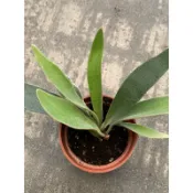🌸植plant & flower ~ 鹿角蕨  銀鹿  入門
