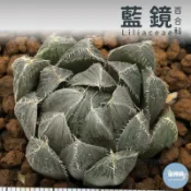 🌵✧植得栽✦【藍鏡】百合科/玉露/阿福花科/十二卷/多肉植物/玉露錦/百合/植栽/多肉/十二之卷/園藝