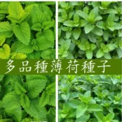 最新日期 🌵【薄荷種子】超多款薄荷種子驅蚊薄荷 可食用薄荷種子四季種植好養易活繁殖強庭院盆栽