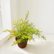 植物空間 黃金串錢柳6吋 景觀用樹 生長快速 葉子具香味