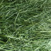 【青禾寵物牧草】精挑細選優質乾草 過篩苜蓿燕麥草百慕達甜小麥草提摩西一割二割 專為兔子龍貓天竺鼠豚鼠陸龜牛羊馬配備
