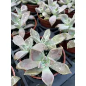 🌵多肉植物、仙人掌🌵【 食用石蓮花 】3吋盆