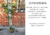 心栽花坊-保利斯塔樹葡萄/樹葡萄品種/嫁接苗/水果苗/售價700特價650