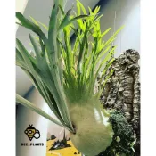 🐝BEE_PLANTS 台中鹿角蕨   澳銀 鹿角蕨 hight finger