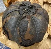 古法陳年柚子茶