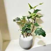 ☘️法國常春藤☘️屬常綠攀援植物