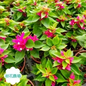 初花農場2店|八房九重葛|無刺九重葛｜3寸盆|觀花植物|室外植物｜耐旱，耐熱，開花性強｜