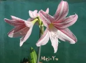 豬豬姨的小鮮肉~白肋華冑蘭~白肋孤挺花~~~