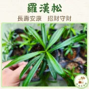 羅漢松 觀葉植物 盆栽 庭園綠植 吉祥植物 風水樹 綠化盆栽 耐旱好養 室內室外皆宜