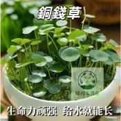 （快速出貨）銅錢草種籽🌿大全 多款花色銅錢草招財水培土培辦公室桌面盆栽種籽 金錢草花卉室內水養綠植吸甲醛