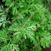 2026新種 艾葉種子（100粒） 艾草種子 野生艾草種子大葉艾葉 小葉艾葉 驅蚊艾草種子 盆栽庭院陽臺艾草種子