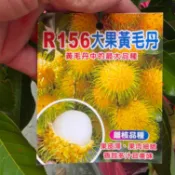 黃毛丹✅矮化盆栽✅嫁接.靠接.粗大苗R156離核品種  紅毛丹 黃毛丹苗 果樹 紅毛丹苗 樹苗 果苗 矮化果樹 矮生盆栽
