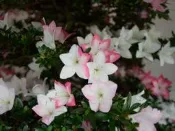 【優勢】日本皋月杜鵑中大苗~品種名(白蓮)