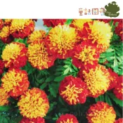 【台灣】【花園夢想家】孔雀草種子 French Marigold  約60粒  花卉種子  觀賞植物  童話園藝