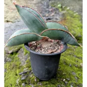 《掌肆》植栽 香蕉虎尾蘭 圖1為封面照 售圖2,3大小形態 2吋盆大小 隨機出貨 含盆寄出 懶人植物 仙人掌多肉