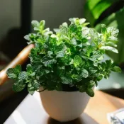 可食用薄荷 薄荷葉香草植物盆栽薄荷3吋盆 驅蚊蟲盆栽植物