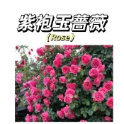 嘉義現貨（紫袍玉帶爬藤玫瑰種子MG-44）Rose薔薇種子 紫色大花薔薇花月季種子庭院陽台灑下就能活懶人觀賞花卉花海種子