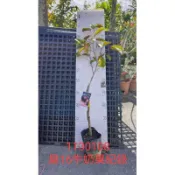 粉紅牛奶果 860牛奶果 扁16牛奶果 靠接苗