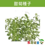 【花園城堡】甜菊種子 Stevia-約10粒 甜葉菊 天然甜味劑 香草植物 甜菊糖 甜菊