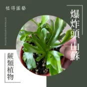 植得｜爆炸頭山蘇｜空氣淨化蕨類植物