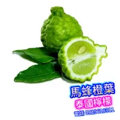 馬蜂橙葉 泰國檸檬✅矮化盆栽✅ 檸檬 檸檬樹 檸檬苗 扁實檸檬 樹苗 果苗 矮化果樹 矮生盆栽 矮化盆栽 水果苗