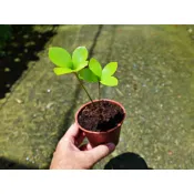 墨西哥鐵樹-幸運樹-3寸盆 墨西哥幸運木~~耐陰~生長慢 墨西哥幸運樹｜墨西哥鐵樹｜美葉蘇鐵