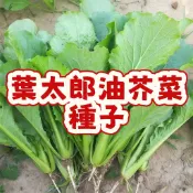 台灣當季 葉太郎油芥菜種子 小葉芥菜仔 香油芥 快菜種子 家庭盆栽 陽台蔬菜 好種快收 耐熱品種