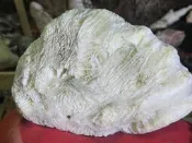 台灣台東成功海洗透光大菊花玉