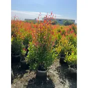 田尾玫瑰園 l 錐形長虹木、長紅木、紅芽赤楠 / 綠籬 綠化植物 庭園佈置 在地商家
