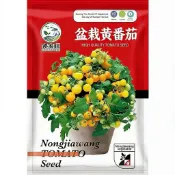 台灣現貨 原裝盆栽黃番茄種子 家庭菜園 陽台種植 可食用 迷你小番茄 豐收盆栽 懶人園藝 新手友善 療癒盆栽 當季鮮採