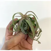 (店+)空氣鳳梨 實生 電捲燙 (細長葉子) 電捲 (會紅的電捲) streptophylla