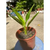 旅人蕉5吋盆.150元