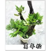 〈柯比植物〉萬年松 卷柏 ，有根好種，岩松 蕨類 觀葉植物 生態缸最佳造景